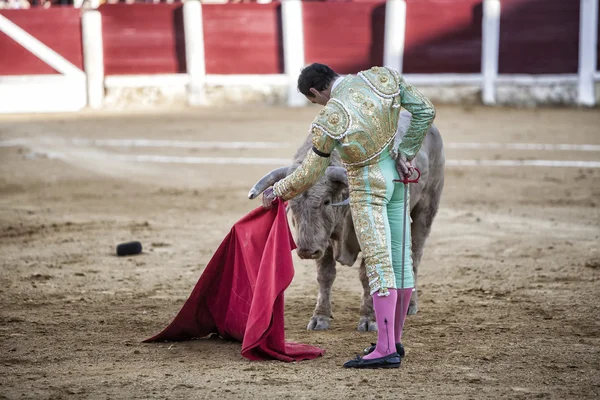 Torero español Manuel Jesús con la capa de toros un toro de casi 600 kg de ceniza gris durante una corrida de toros celebrada en Ubeda —  Fotos de Stock