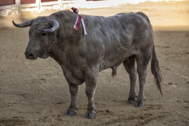Boğa yaklaşık 500 kg kül gri güreşi sırasında bir rakam yakalanması ubeda içinde düzenlenen