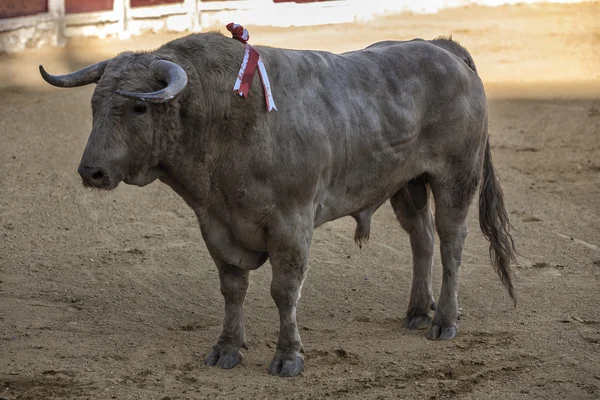 Captura de la figura de un toro de casi 500 kg de ceniza gris durante una corrida de toros celebrada en Ubeda — Foto de Stock