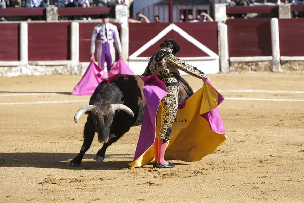 Toureiro espanhol Morante de la Puebla com a capota ou touros cape chamado chicuelina um touro de quase 600 kg durante uma tourada realizada em Ubeda — Fotografia de Stock