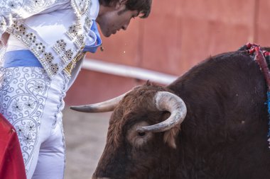 Boğa güreşçisi vücudunuzun çıkmışsanız de segura, jaen Eyaleti, Endülüs, İspanya bullring cesaret bir hareket boğa boynuzları arasında getiren alberto lamelas boğa güreşi