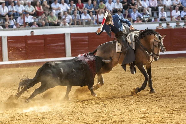 Torero español a caballo Pablo Hermoso de Mendoza corridas de toros a caballo, Bull llega al caballo clavando el cuerno derecho en la pata trasera en Pozoblanco, provincia de Córdoba, Andalucía, España — Foto de Stock