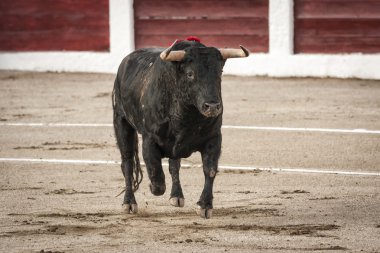 yaklaşık 650 kg yedek kulübesi dışında geldiğim zaman kum doğru dörtnala boğa