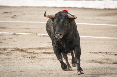 yaklaşık 650 kg yedek kulübesi dışında geldiğim zaman kum doğru dörtnala boğa,