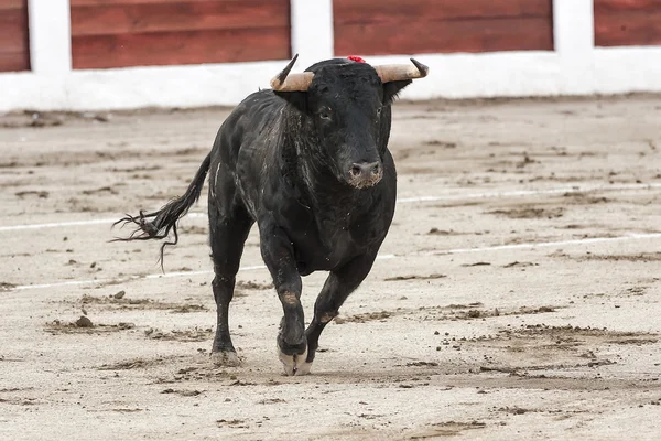 Byk około 650 kg, galopujący na piasku prawo, gdy właśnie dostałem z bullpen — Zdjęcie stockowe