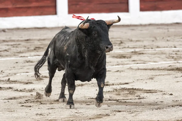 Byk około 650 kg, galopujący na piasku prawo, gdy właśnie dostałem z bullpen — Zdjęcie stockowe