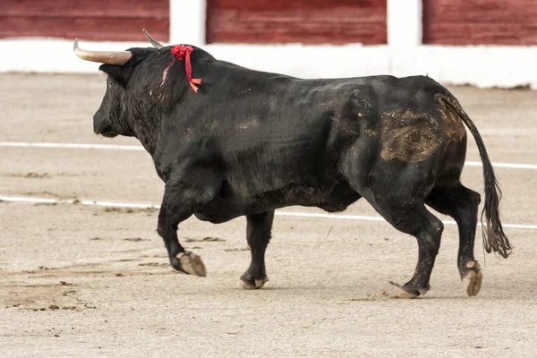 Bull asi 650 kg, letící v písku pravdu, když jsem vylezl ze bullpen — Stock fotografie
