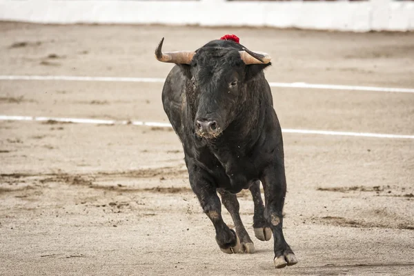 Byk około 650 kg, galopujący na piasku prawo, gdy właśnie dostałem z bullpen, — Zdjęcie stockowe