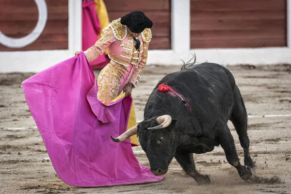 Toureiro espanhol Manuel Jesus El Cid com a capota ou touros de capa um touro de quase 600 kg de cinzas negras durante uma tourada realizada em Linares — Fotografia de Stock