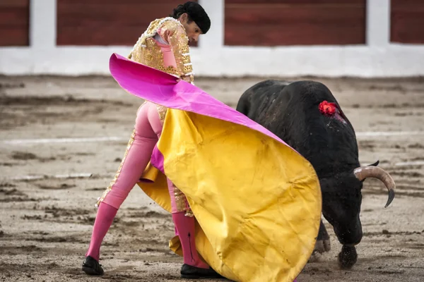 Spanish bullfighter Manuel Jesus El Cid with the capote or cape bullfighting a bull of nearly 600 kg of black ash during a bullfight held in Linares — Stock Photo, Image
