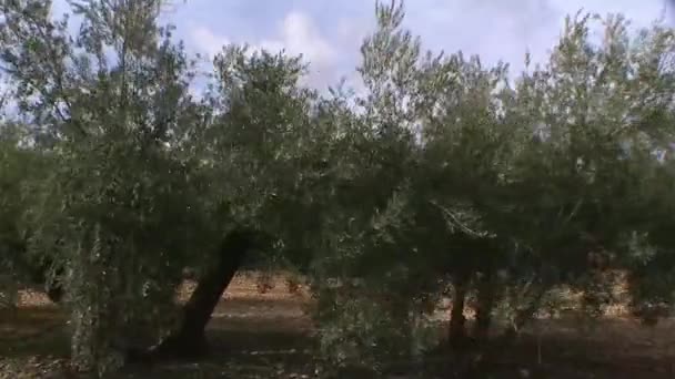 Travelling or moving camera from a crop of olive trees near jaen, Andalusia, Spain — Stock Video