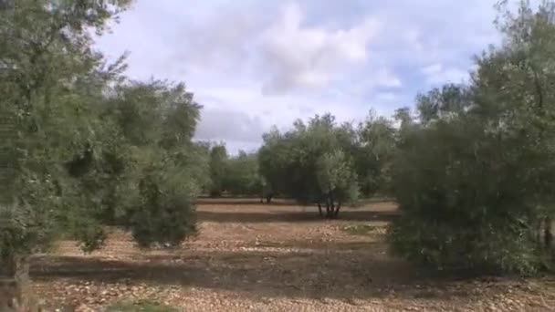 엔, 안달루시아, 스페인 근처 올리브 나무의 작물에서 여행 또는 이동 카메라 — 비디오