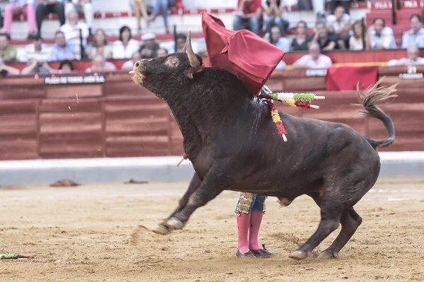 Spanska tjurfäktare tjurfäktning ger en spektakulär bröst passera med kryckan i jaen tjurfäktningsarenan eller kallade coso över alameda — Stockfoto