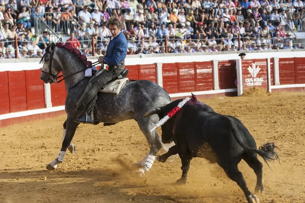 Toureiro espanhol a cavalo Pablo Hermoso de Mendoza Montando lateralmente em uma manobra difícil, enquanto o touro perseguindo-o em Pozoblanco — Fotografia de Stock