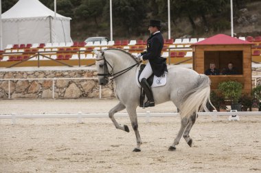Spaanse rasechte paard concurreren in klassieke dressuur