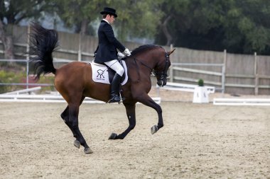 Spaanse rasechte paard concurreren in klassieke dressuur
