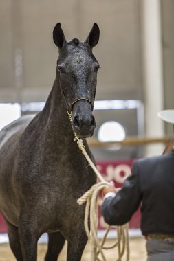 Saf ırk eq bir egzersiz sırasında yer alan İspanyol at