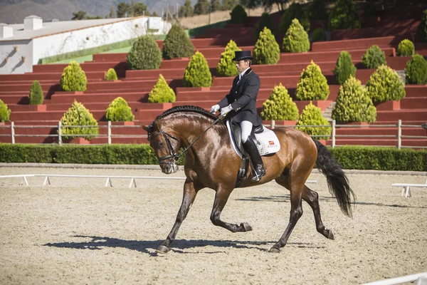 Spanisches Pferd reiner Rasse, das an einer Übung von equ teilnimmt — Stockfoto