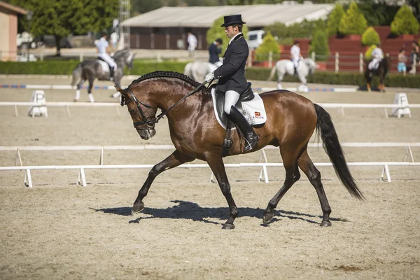Spanisches Pferd reiner Rasse, das an einer Übung von equ teilnimmt — Stockfoto