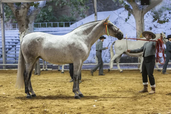 Spanish horse of pure race taking part during an exercise of equ — Stock Photo, Image