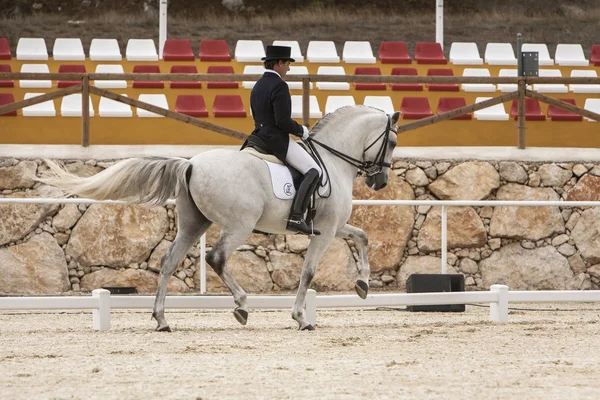 古典的な dressage の競争で競ってスペインの純血種の馬 — ストック写真