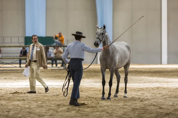 Cavalo espanhol de raça pura participando durante um exercício de equ — Fotografia de Stock