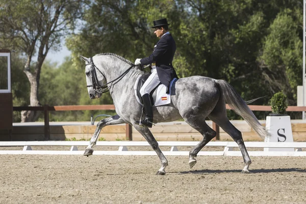 古典的な dressage の競争で競ってスペインの純血種の馬 — ストック写真