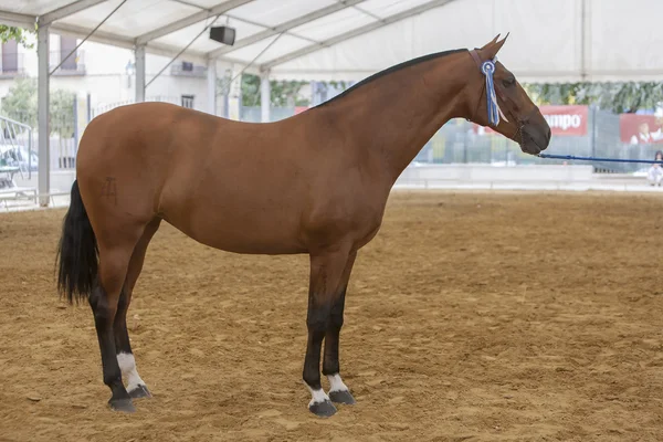 Cheval espagnol de course pure prenant part à un exercice d'equ — Photo