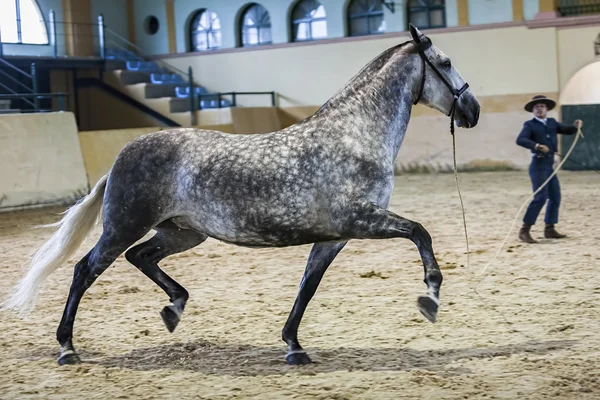 Cavalo espanhol de raça pura participando durante um exercício de equ — Fotografia de Stock