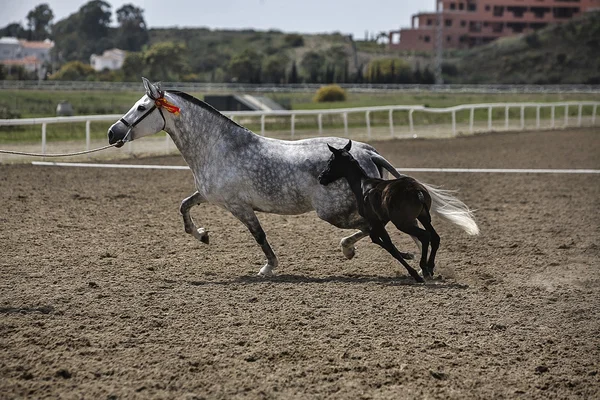 母马和她的小马驹在草地上行使的 equestri 竞争 — 图库照片