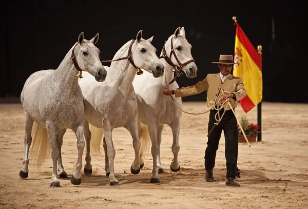 Drie Spaanse merries van zuiver ras genaamd ook cobra van drie mare — Stockfoto