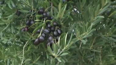 güçlü Rüzgar Rüzgarlar jaen, Endülüs, İspanya olive grove yok etmek.