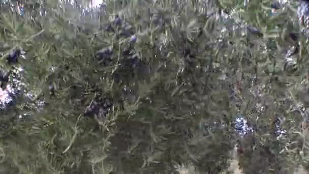 De fortes rafales de vent détruisent l'oliveraie de Jaen, en Andalousie, en Espagne 
