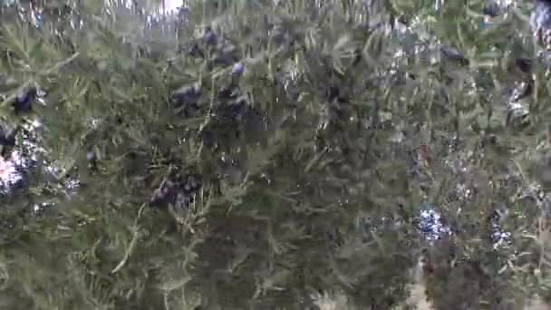 Güçlü Rüzgar Rüzgarlar jaen, Endülüs, İspanya olive grove yok etmek. — Stok video