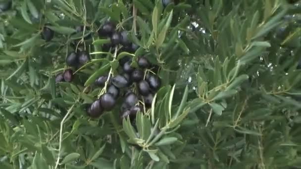 Starka kastvindar förstöra olivlunden i jaen, Andalusien, Spanien — Stockvideo