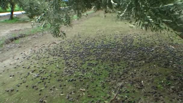 Strong wind gusts destroy the olive grove in Jaen, Andalusia, Spain — Stock Video