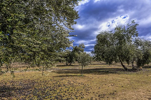 Ekologisk odling av olivträd i provinsen Jaen, Spanien — Stockfoto