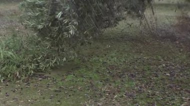 Zeytin sert rüzgarlar ve kış yağmurları nedeniyle yere düştü