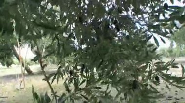 Zeytin sert rüzgarlar ve kış yağmurları nedeniyle yere düştü