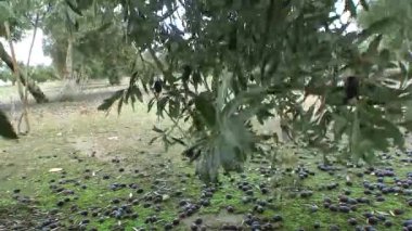 Zeytin sert rüzgarlar ve kış yağmurları nedeniyle yere düştü
