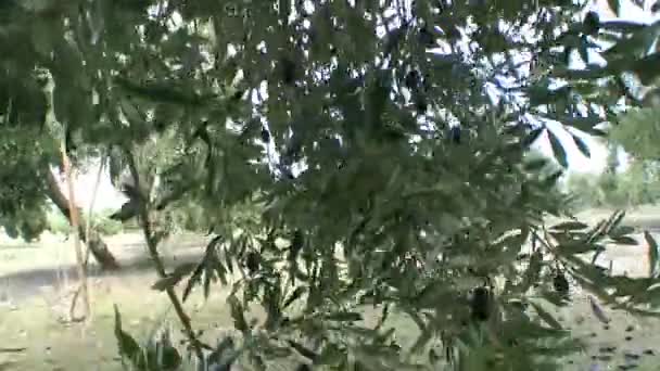 Оливки упали на землю из-за сильных ветров и дождей зимы — стоковое видео