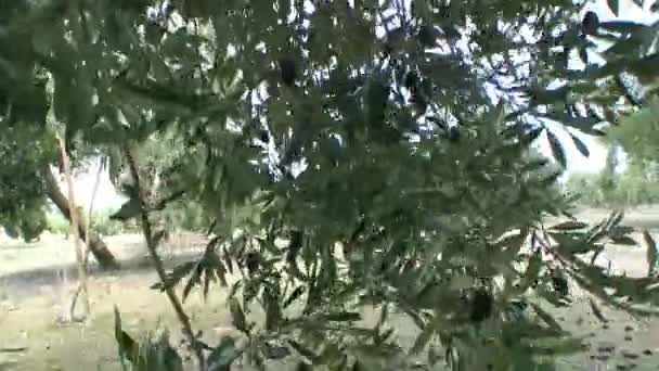 Olives have fallen to the ground due to the strong winds and rains of the winter — Stock Video