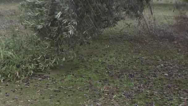 Olives have fallen to the ground due to the strong winds and rains of the winter — Stock Video