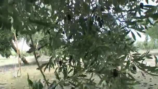 Oliven sind aufgrund der starken Winde und Regenfälle des Winters zu Boden gefallen — Stockvideo