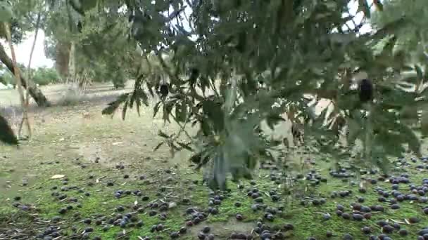 Olives have fallen to the ground due to the strong winds and rains of the winter — Stock Video