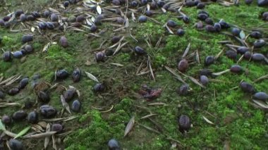 Zeytin sert rüzgarlar ve kış yağmurları nedeniyle yere düştü