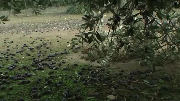 橄榄已跌至由于强风和下雨的冬天地面 — 图库视频影像