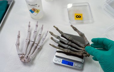 Adli tıp uzmanı insan iskeletinin sağ elini cinayet araştırması ve laboratuardan örnekler almak için tartıyor, kavramsal görüntü.