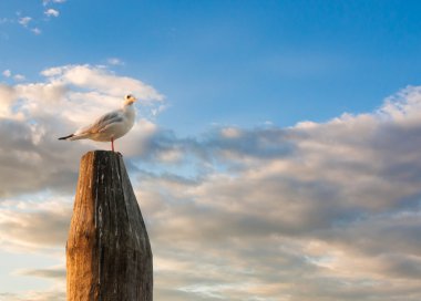 Beyaz çubuğa günbatımı sırasında ayakta güvercin