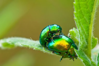 2 renkli küçük hata bir conseiving sürecinde